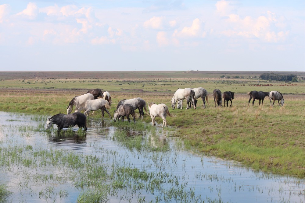 Pure bred percheron sport horses022.jpg